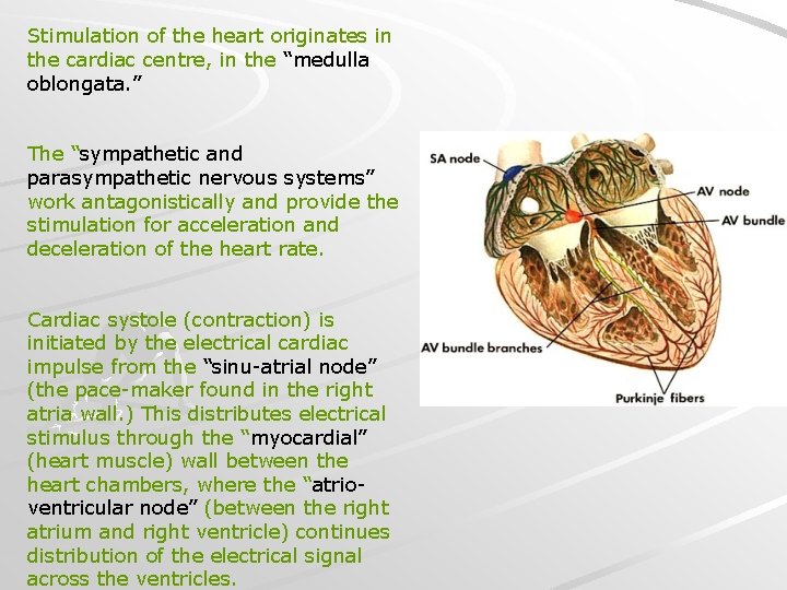 Stimulation of the heart originates in the cardiac centre, in the “medulla oblongata. ”