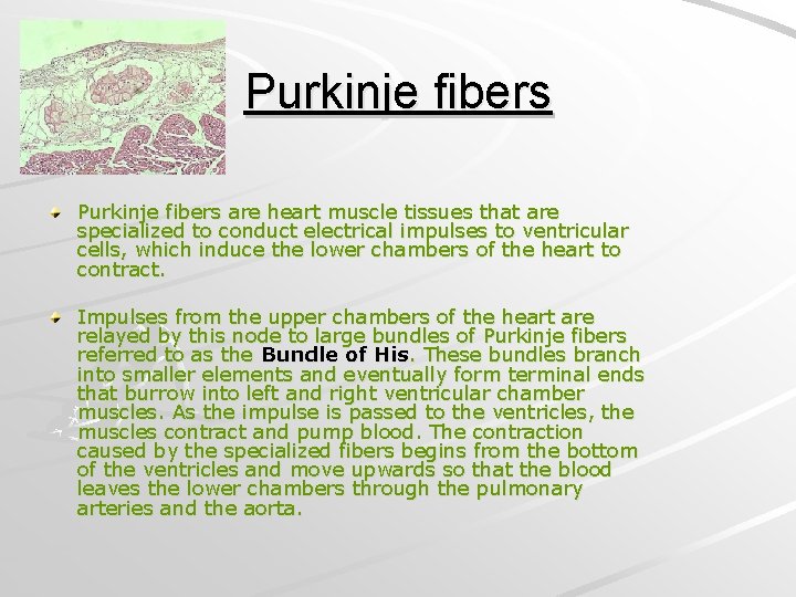 Purkinje fibers are heart muscle tissues that are specialized to conduct electrical impulses to