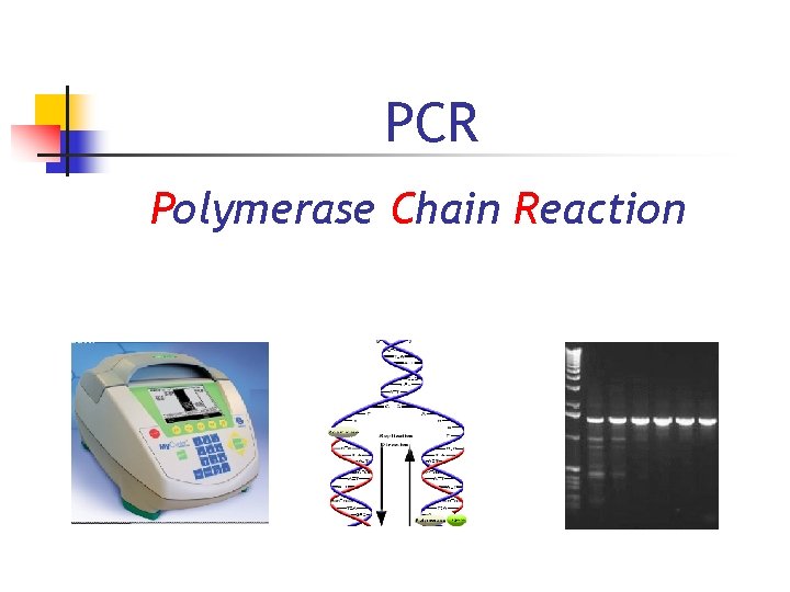 PCR Polymerase Chain Reaction 