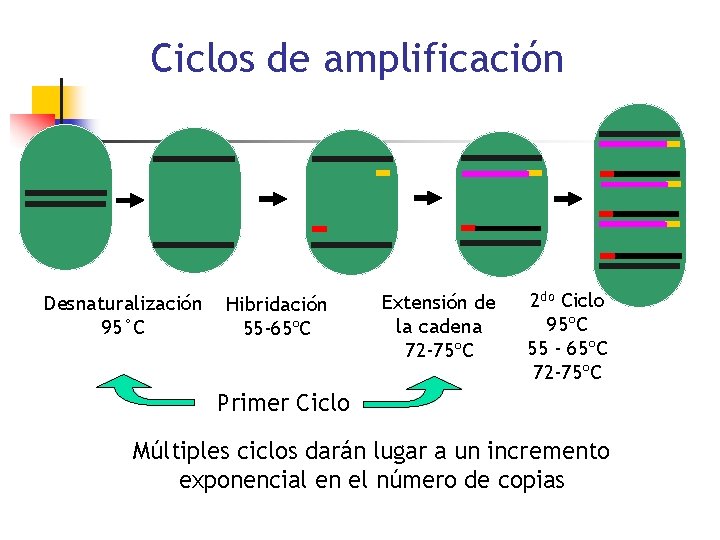 Ciclos de amplificación Desnaturalización 95°C Hibridación 55 -65ºC Extensión de la cadena 72 -75ºC