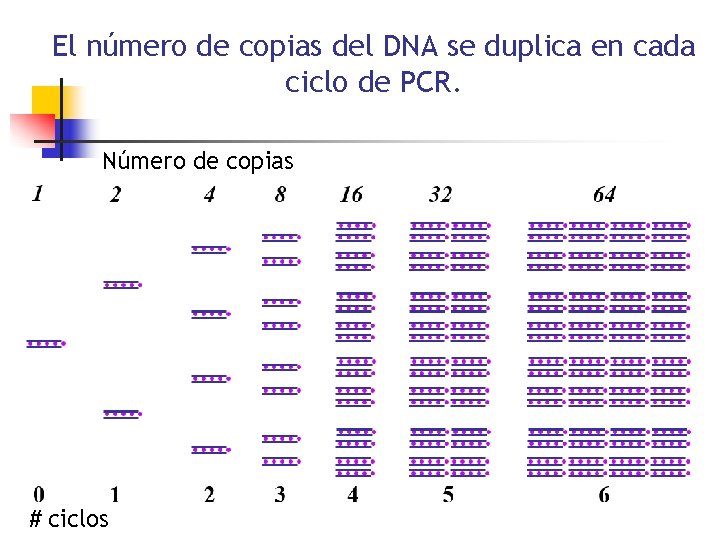 El número de copias del DNA se duplica en cada ciclo de PCR. Número