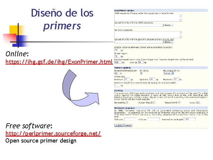 Diseño de los primers Online: https: //ihg. gsf. de/ihg/Exon. Primer. html Free software: http: