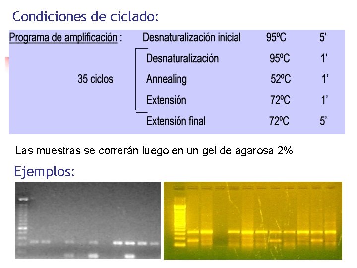 Condiciones de ciclado: Las muestras se correrán luego en un gel de agarosa 2%