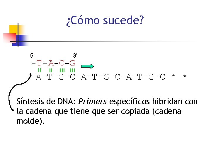 ¿Cómo sucede? 5’ 3’ -T- A-C-G -A–T-G-C-A-T-G-C-* * Síntesis de DNA: Primers específicos hibridan