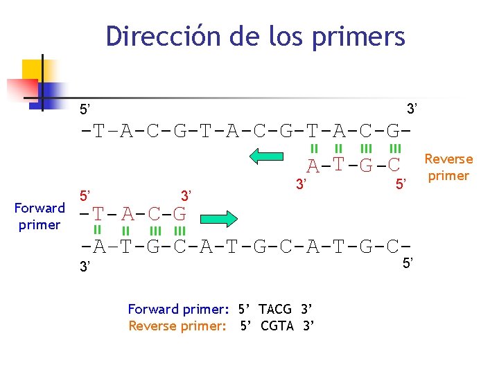 Dirección de los primers 3’ 5’ -T–A-C-G-T-A-C-G-* * A-T -G -C Forward primer 5’