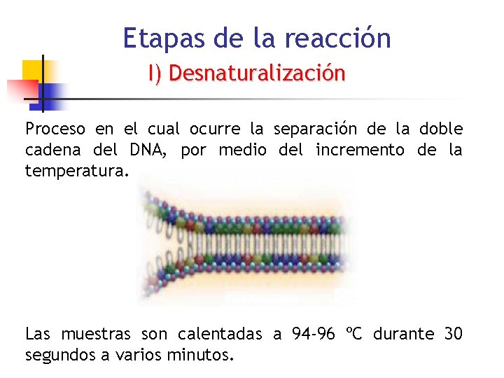 Etapas de la reacción I) Desnaturalización Proceso en el cual ocurre la separación de