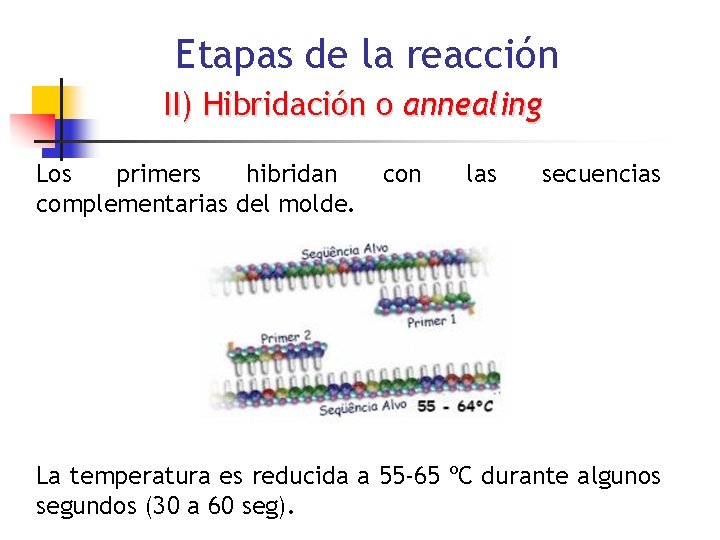 Etapas de la reacción II) Hibridación o annealing Los primers hibridan complementarias del molde.