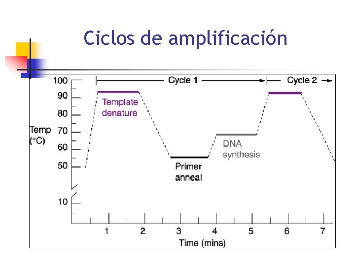 Ciclos de amplificación 