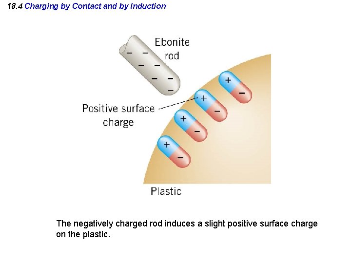 18. 4 Charging by Contact and by Induction The negatively charged rod induces a