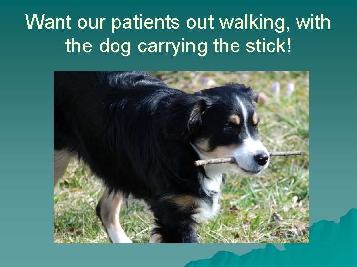 Want our patients out walking, with the dog carrying the stick! 