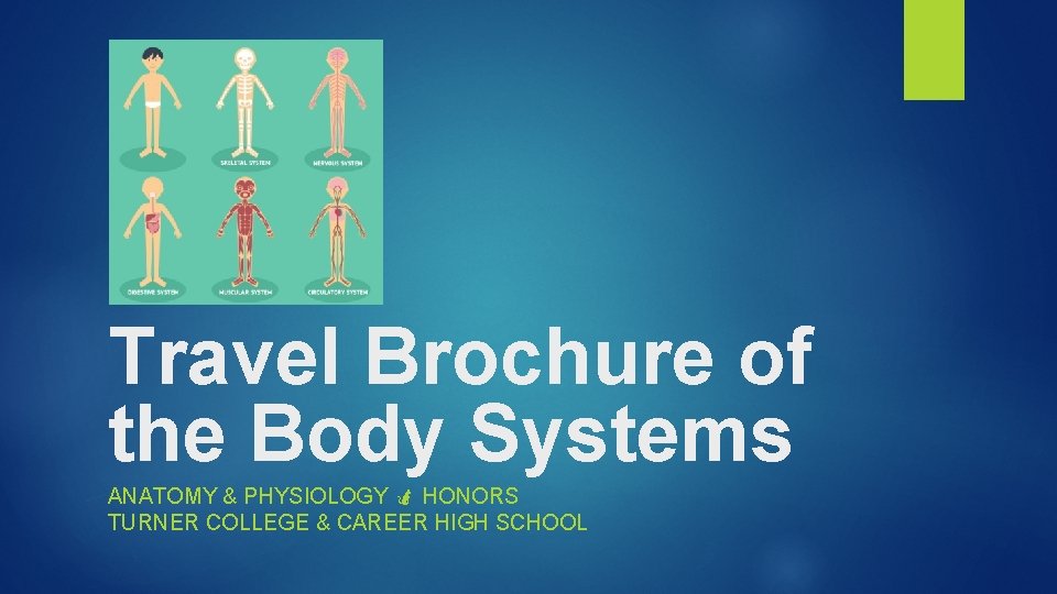 Travel Brochure of the Body Systems ANATOMY & PHYSIOLOGY HONORS TURNER COLLEGE & CAREER