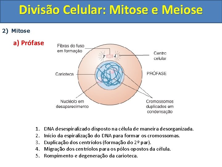 Divisão Celular: Mitose e Meiose 2) Mitose a) Prófase 1. 2. 3. 4. 5.