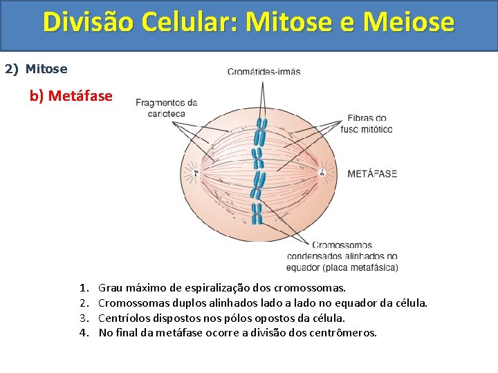 Divisão Celular: Mitose e Meiose 2) Mitose b) Metáfase 1. 2. 3. 4. Grau