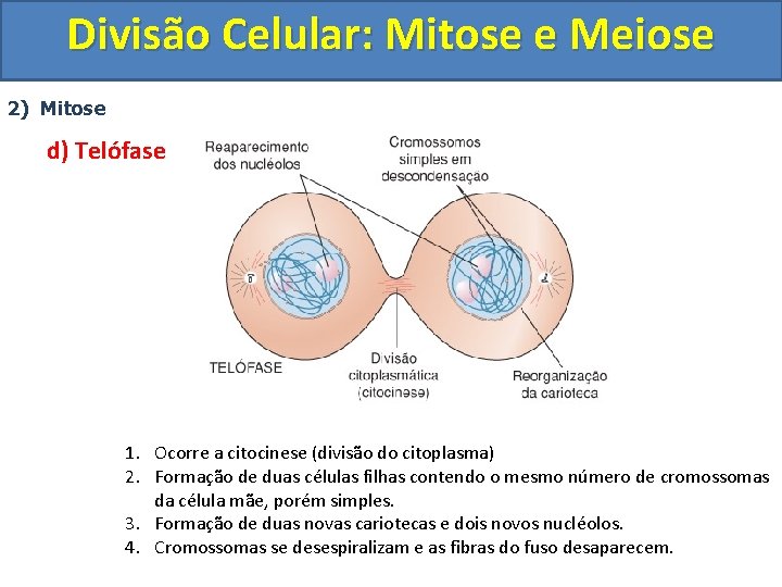 Divisão Celular: Mitose e Meiose 2) Mitose d) Telófase 1. Ocorre a citocinese (divisão