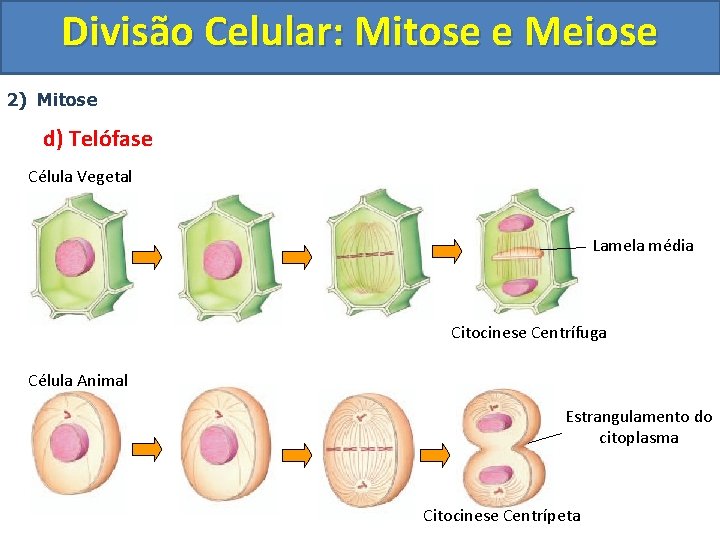 Divisão Celular: Mitose e Meiose 2) Mitose d) Telófase Célula Vegetal Lamela média Citocinese