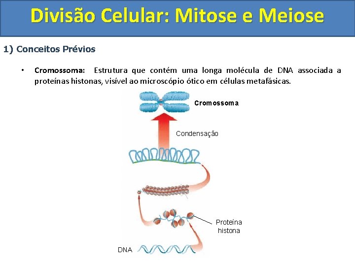 Divisão Celular: Mitose e Meiose 1) Conceitos Prévios • Cromossoma: Estrutura que contém uma