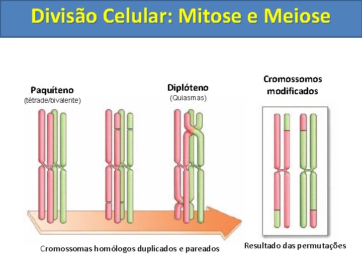 Divisão Celular: Mitose e Meiose Paquíteno (tétrade/bivalente) Diplóteno (Quiasmas) Cromossomas homólogos duplicados e pareados