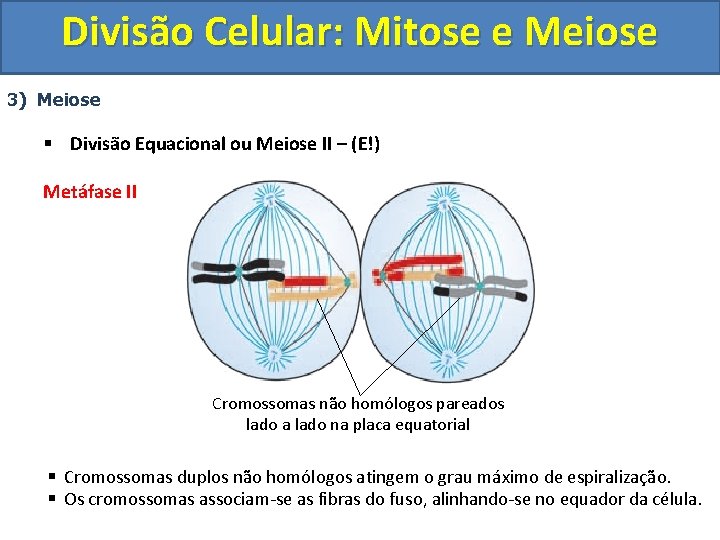 Divisão Celular: Mitose e Meiose 3) Meiose § Divisão Equacional ou Meiose II – Divisão Celular: Mitose e Meiose 3) Meiose § Divisão Equacional ou Meiose II –
