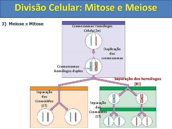 Divisão Celular: Mitose e Meiose 3) Meiose x Mitose Cromossomas Homólogos Célula (2 n)