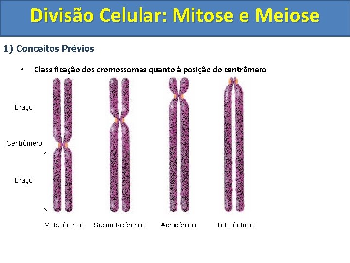 Divisão Celular: Mitose e Meiose 1) Conceitos Prévios • Classificação dos cromossomas quanto à