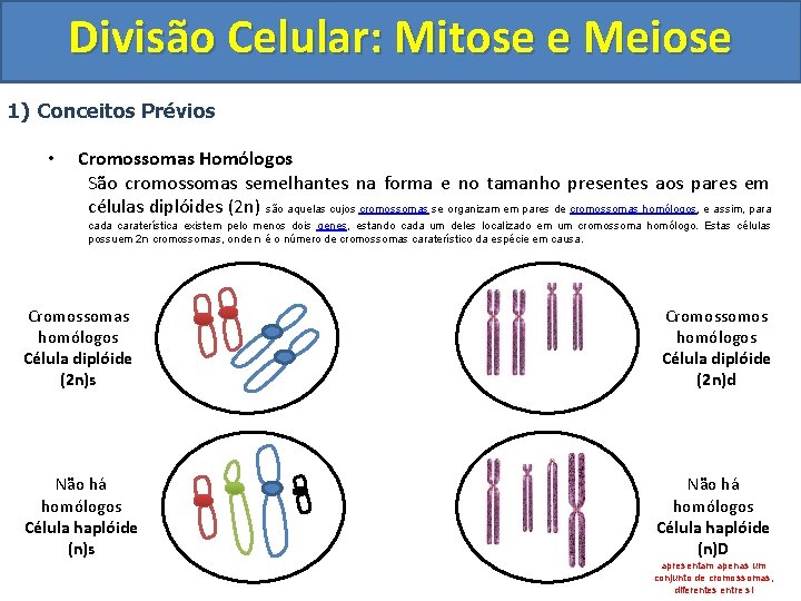 Divisão Celular: Mitose e Meiose 1) Conceitos Prévios • Cromossomas Homólogos São cromossomas semelhantes