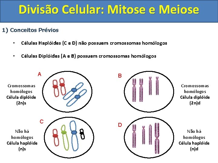 Divisão Celular: Mitose e Meiose 1) Conceitos Prévios • Células Haplóides (C e D)
