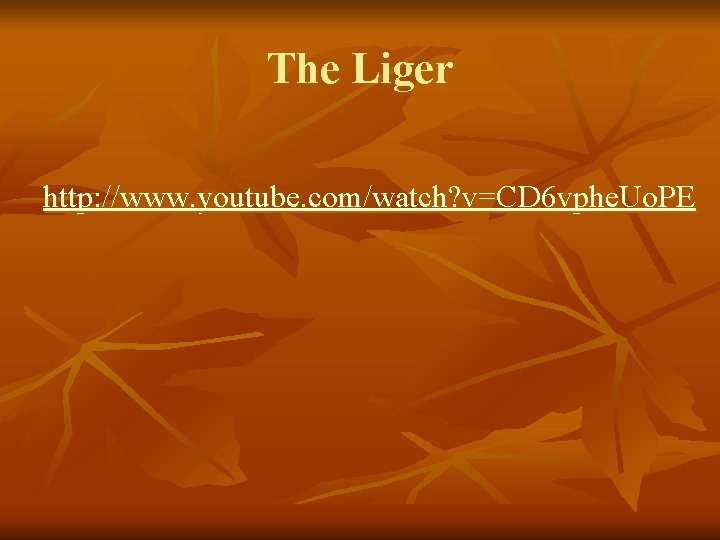 The Liger http: //www. youtube. com/watch? v=CD 6 vphe. Uo. PE 