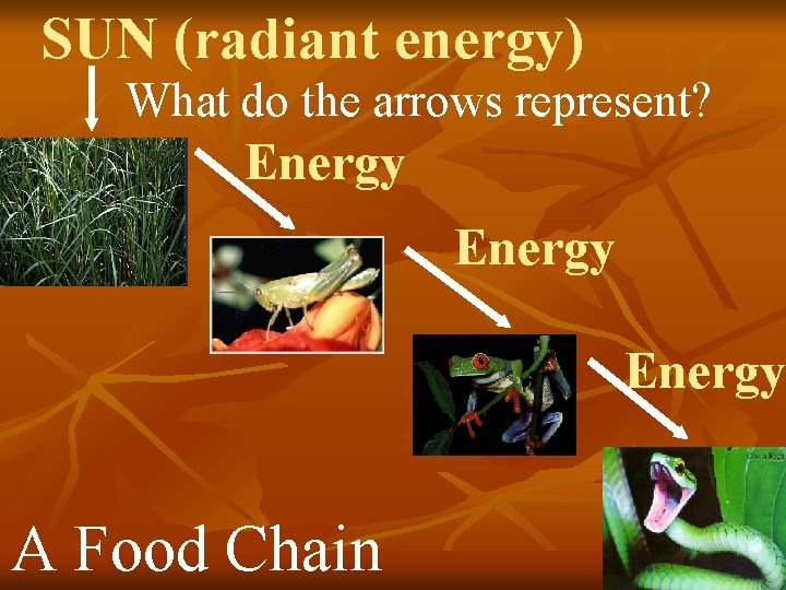 SUN (radiant energy) What do the arrows represent? Energy A Food Chain 