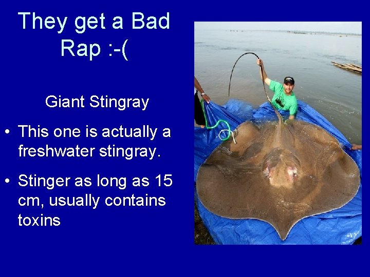 They get a Bad Rap : -( Giant Stingray • This one is actually