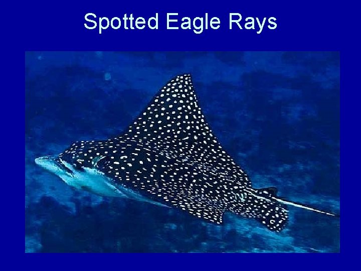 Spotted Eagle Rays 