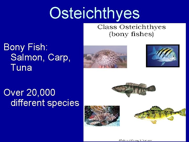 Osteichthyes Bony Fish: Salmon, Carp, Tuna Over 20, 000 different species 