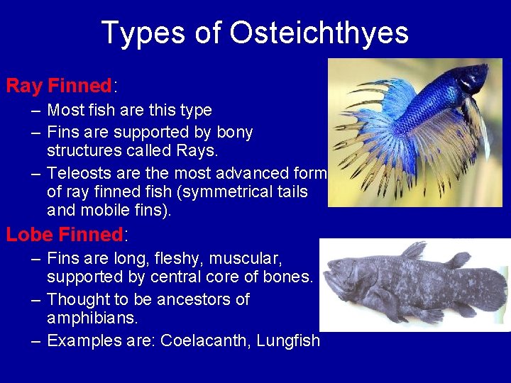 Types of Osteichthyes Ray Finned: – Most fish are this type – Fins are