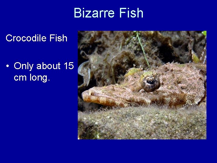 Bizarre Fish Crocodile Fish • Only about 15 cm long. 