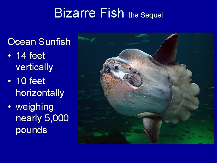 Bizarre Fish the Sequel Ocean Sunfish • 14 feet vertically • 10 feet horizontally