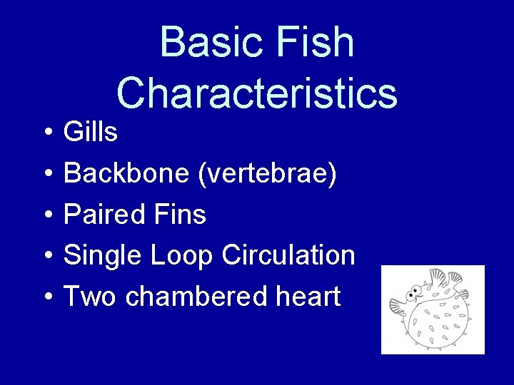  • • • Basic Fish Characteristics Gills Backbone (vertebrae) Paired Fins Single Loop