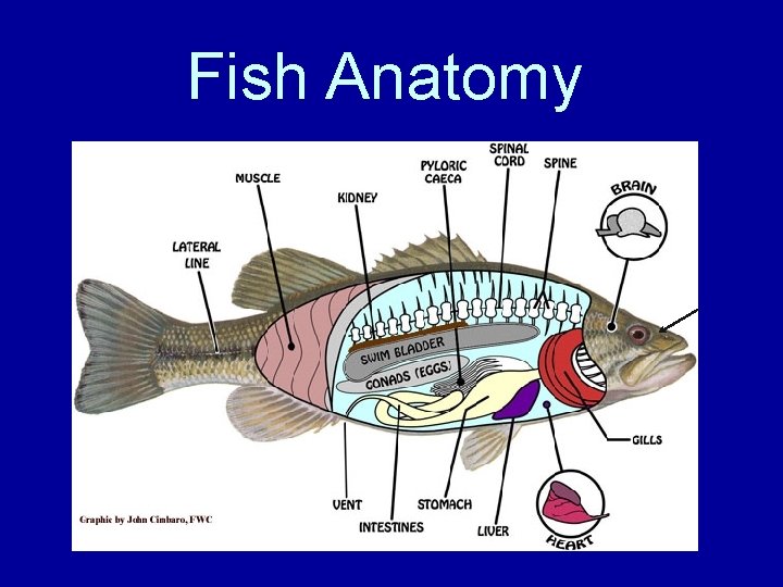 Fish Anatomy 