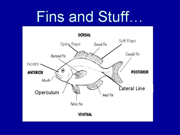 Fins and Stuff… Spiny Rays Soft Rays Nostril Operculum Lateral Line 
