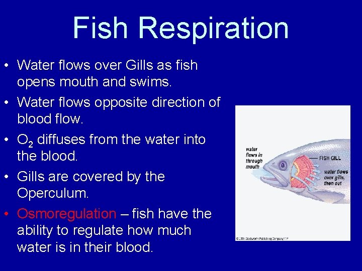 Fish Respiration • Water flows over Gills as fish opens mouth and swims. •