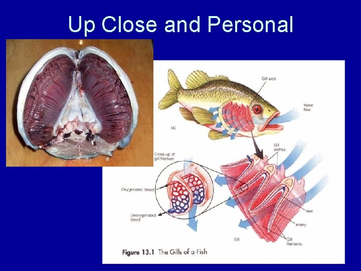 Up Close and Personal 