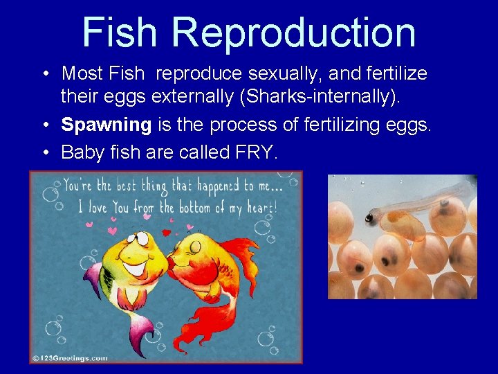 Fish Reproduction • Most Fish reproduce sexually, and fertilize their eggs externally (Sharks-internally). •