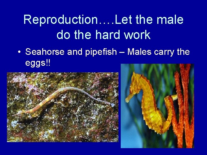 Reproduction…. Let the male do the hard work • Seahorse and pipefish – Males