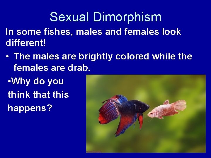 Sexual Dimorphism In some fishes, males and females look different! • The males are