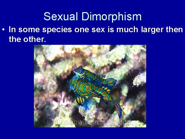 Sexual Dimorphism • In some species one sex is much larger then the other.