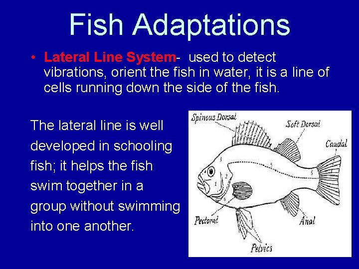 Fish Adaptations • Lateral Line System- used to detect vibrations, orient the fish in