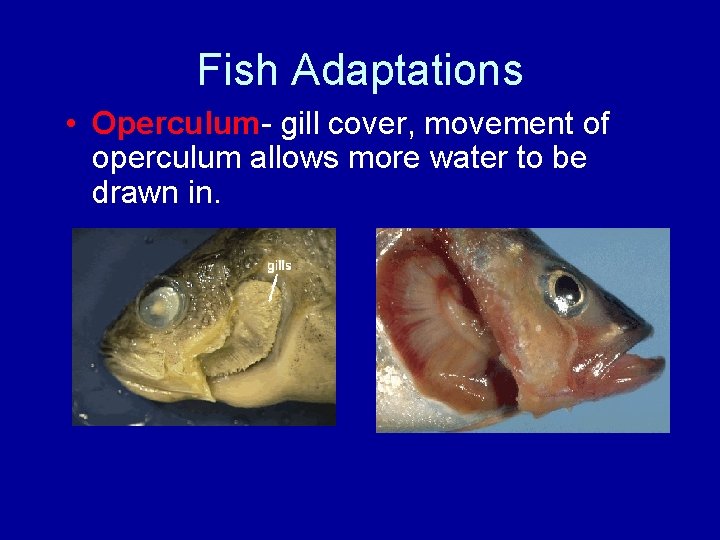 Fish Adaptations • Operculum- gill cover, movement of operculum allows more water to be