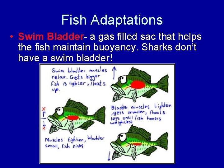 Fish Adaptations • Swim Bladder- a gas filled sac that helps the fish maintain