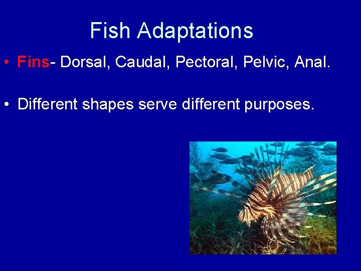 Fish Adaptations • Fins- Dorsal, Caudal, Pectoral, Pelvic, Anal. • Different shapes serve different