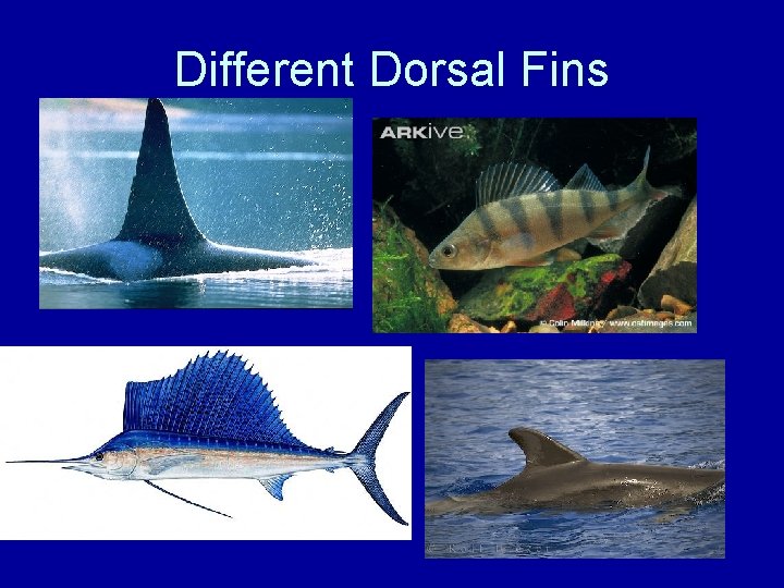Different Dorsal Fins 