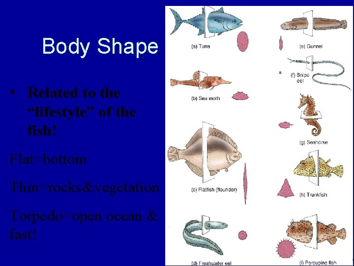 Body Shape • Related to the “lifestyle” of the fish! Flat=bottom Thin=rocks&vegetation Torpedo=open ocean