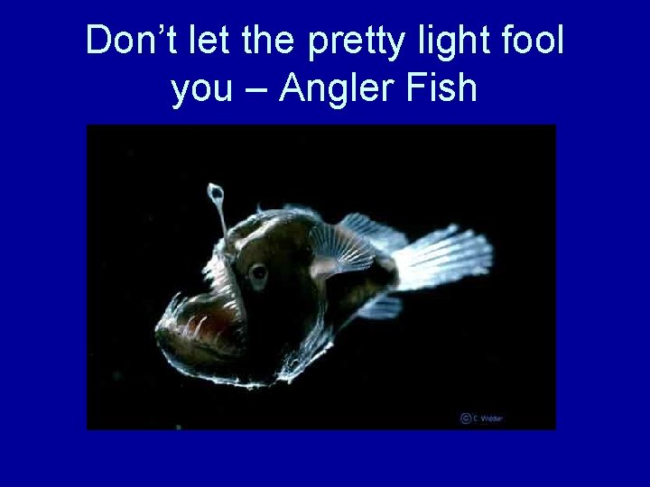 Don’t let the pretty light fool you – Angler Fish 